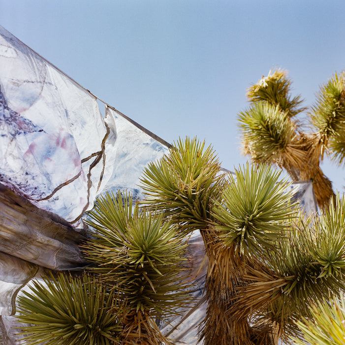 hand painted parachute serves as backdrops to joshua trees