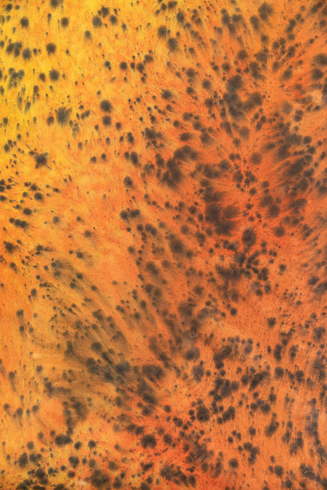 Tyger #0562 // Medium Hand-Painted Canvas Backdrop Painting