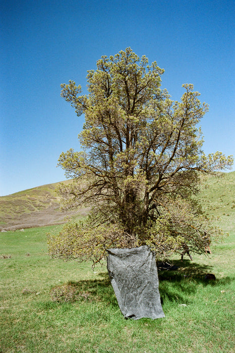Backdrop in a Bag hangs on tree with blue sky behind and green grass below